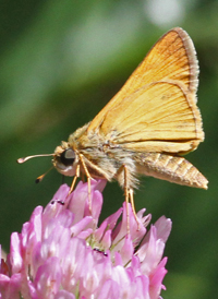 European Skipper